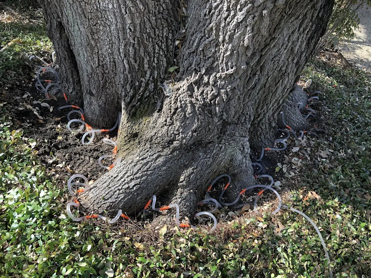 Detailed Tree Cabling and Bracing job site in Breinigsville