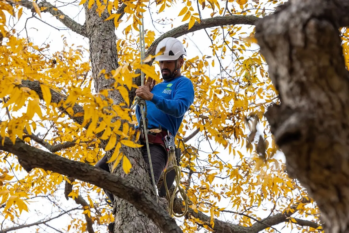 Skilled Tree Planting crew working in Breinigsville