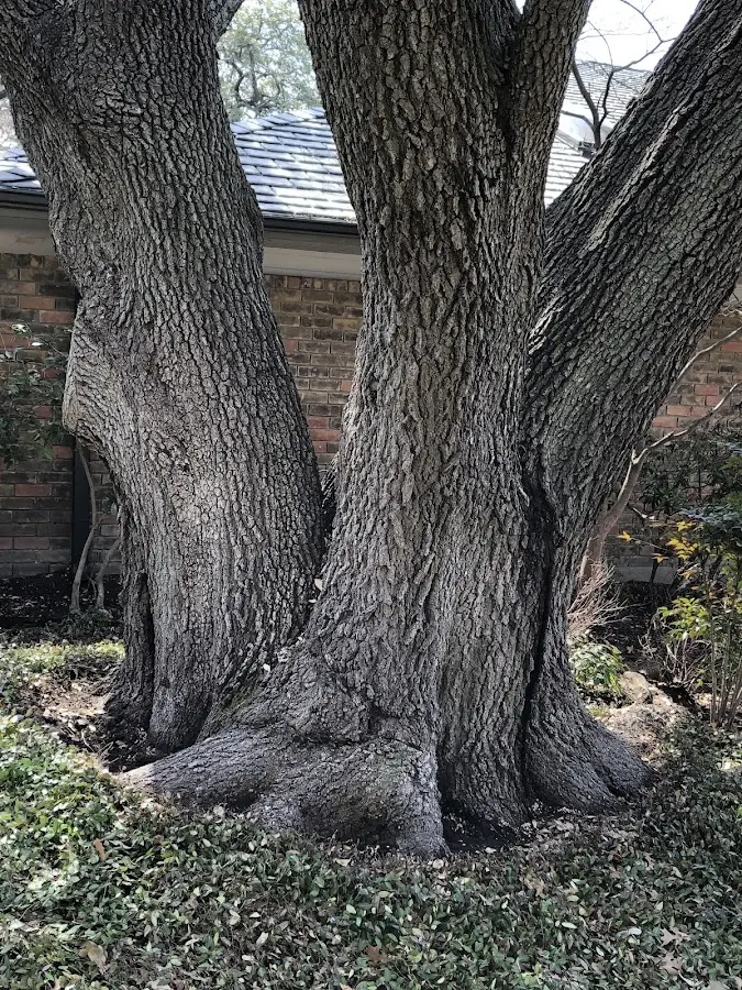 Mature heritage tree close to a Breinigsville property cared for by certified arborists
